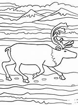 Running Elk coloring Page  ColouringPages sketch template