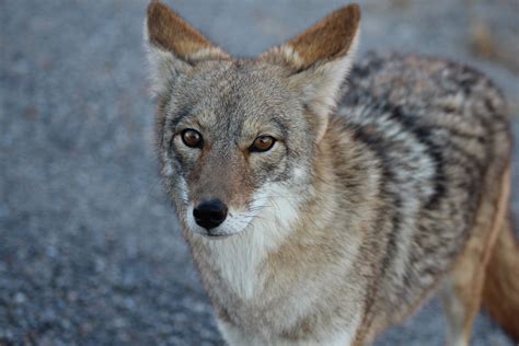 Coyote Wolf Animal Photography Coyote, Animal Photography, Wolf, Animals, Animales, Nature ...