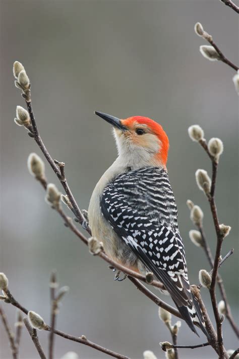 Red-bellied Woodpecker | Audubon Field Guide