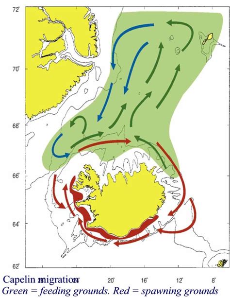 Capelin - the fish stock and its utilization - SVN