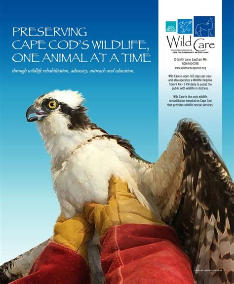 Preserving Cape Cod’s Wildlife, One Animal at a Time | Wild Care