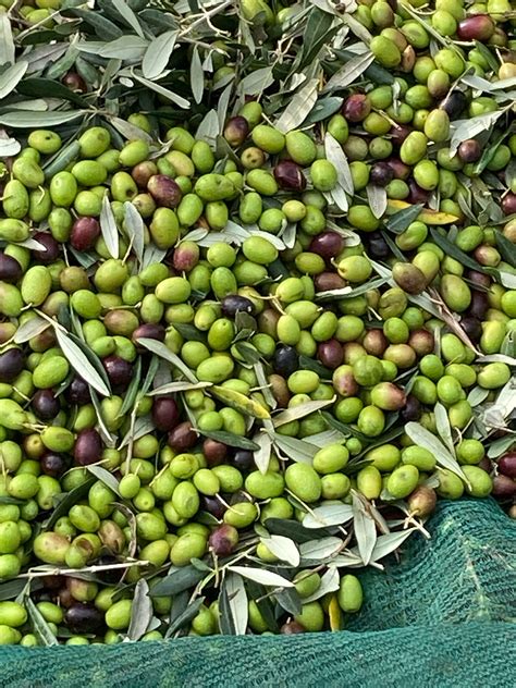 The Olive Harvest in Tuscany — Two Parts Italy