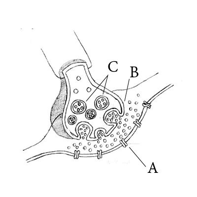 A diagram showing axon terminal and synapse is given. Identify ...