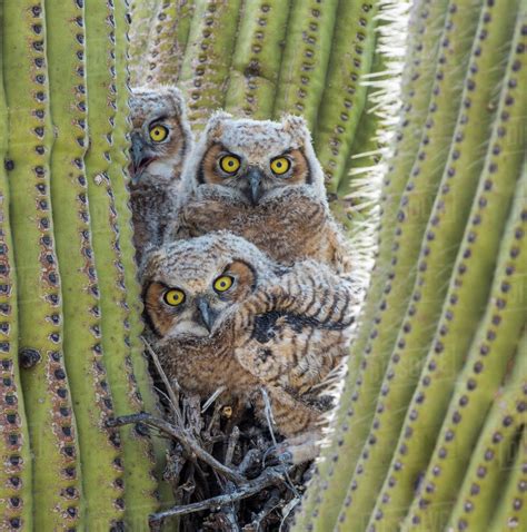 Great horned owl (Bubo virginianus) chicks nesting in saguaro cactus (Carnegiea gigantea), near ...