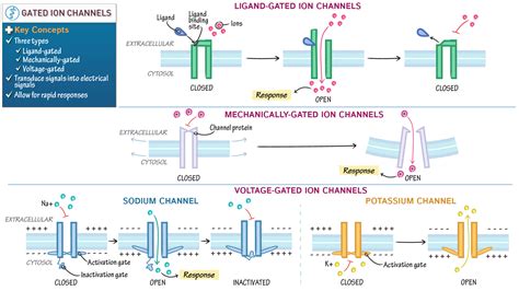 Neurological System: Gated Ion Channels | ditki medical & biological sciences