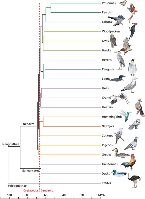 Evolutionary Radiation of Birds