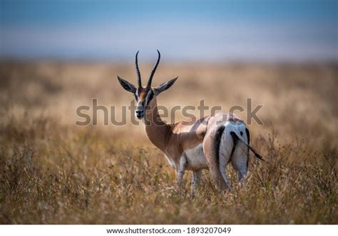 27,857 Ngorongoro Wildlife Images, Stock Photos & Vectors | Shutterstock