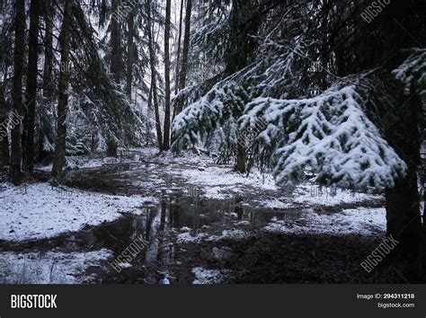 Snow Falls Forest Image & Photo (Free Trial) | Bigstock