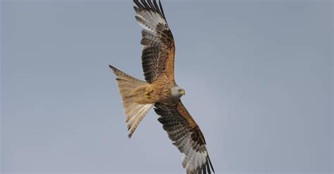 Red Kite Nesting (Behaviour + Location) | Birdfact