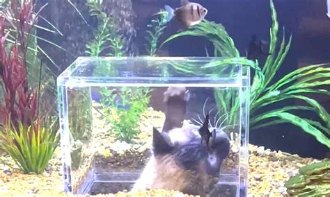 Lucky Cat Gets His Own 'Mini SeaWorld' After Owner Spends $2,400 Turning Fish Tank Into ...