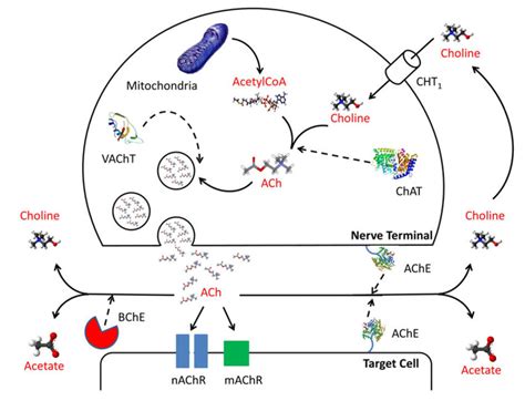 Acetylcholine Synthesis Pathway