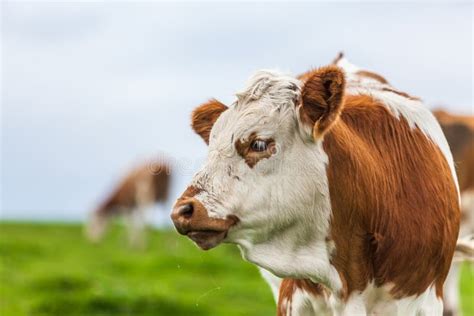 Cow eating grass stock photo. Image of pasture, food - 127655884