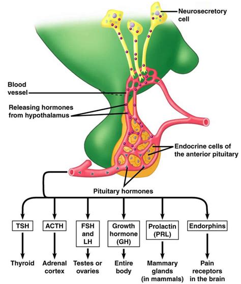 Anterior pituitary function, anterior pituitary hormones