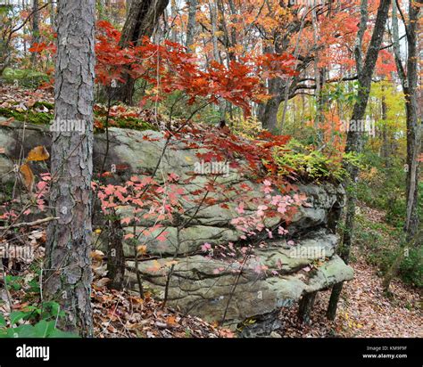 Fall colors at Cloudland Canyon State Park Stock Photo - Alamy