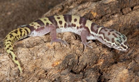 Western Banded Gecko | NatureRules1 Wiki | Fandom