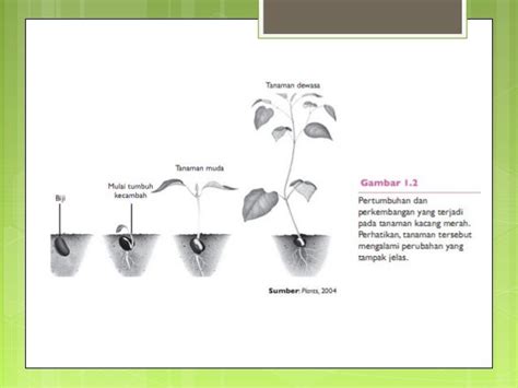 Kelompok 4 biologi pengaruh cahaya terhadap proses pertumbuhan tanama…