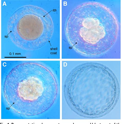 Figure 1 from Embryo-endometrial interactions during early development after embryonic diapause ...