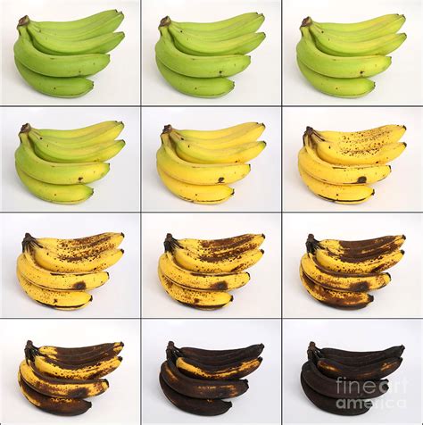 Banana Ripening Sequence Photograph by Ted Kinsman