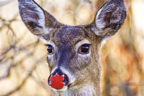 USDA issues permit for Santa’s reindeer - Farm and Dairy