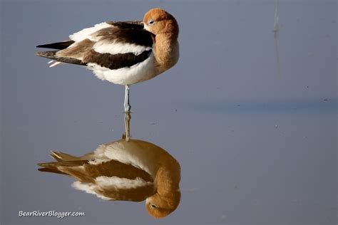 Thousands Of Migrating American Avocets Congregate Near The Great Salt ...