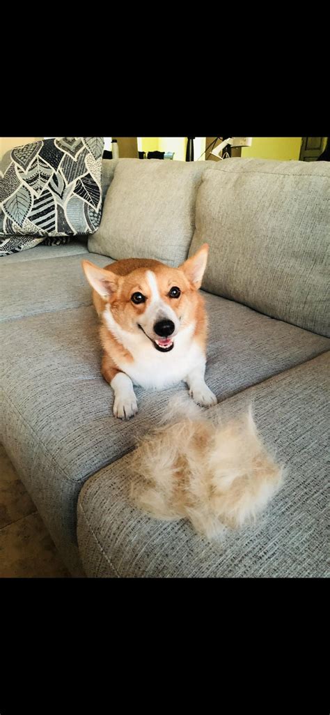 Corgi Puppy and cat best of friends : r/AnimalsBeingBros