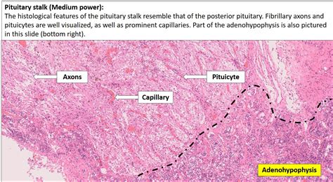 Posterior Pituitary Gland Histology