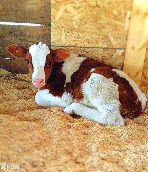 Red Holstein Calf