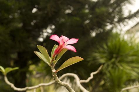 Free photo: Flower, Southeast Asia - Free Image on Pixabay - 731084
