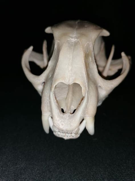 Caracal Skull - Caracal caracal - 7×9×14 cm - Catawiki