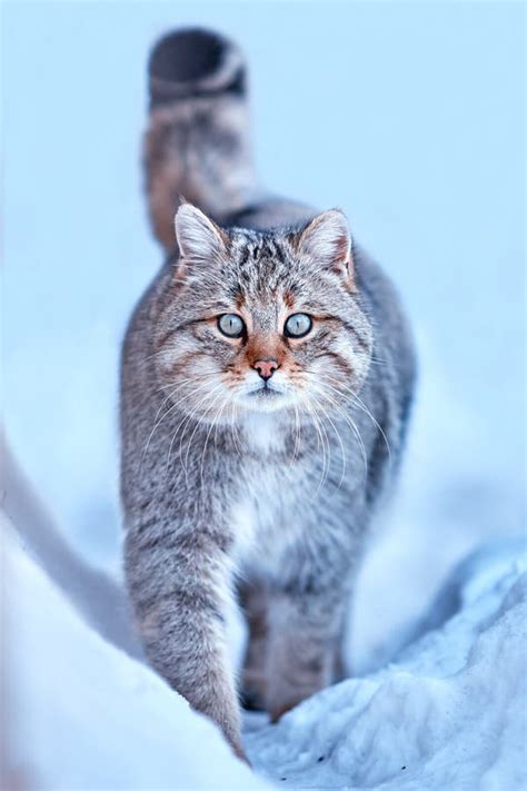 European Wildcat Felis Silvestris in Natural Habitat Stock Photo - Image of looking, natural ...