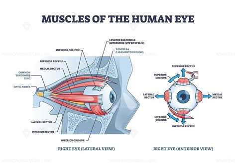 Eye muscles detailed anatomical description with medical lens outline diagram - VectorMine