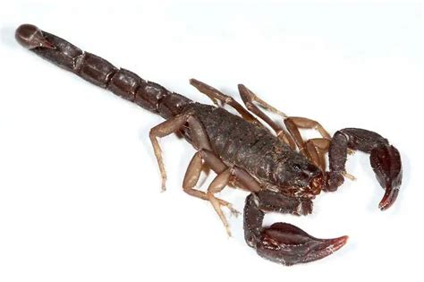 7 Scorpions in Texas To Watch Out For - Wildlife Informer