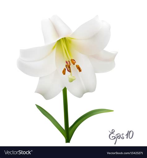 White lily on a background Royalty Free Vector Image