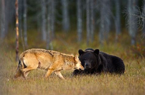 9 Pics Of Unusual Friendship Between Wolf And Bear | So Rare | Reckon Talk