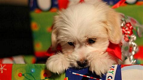 Christmas Puppy Surprise Compilation - YouTube