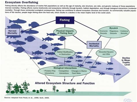 Growing Minds: Unsustainable Planet: Overfishing