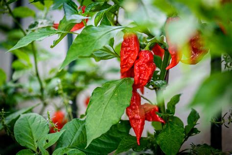 10 Commonly Asked Questions About Ghost Peppers - Ghost Scream Hot Sauce