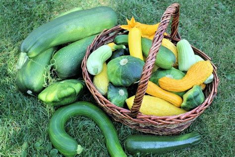 Zucchini Soup, Simple & Delicious | Kitchen Frau