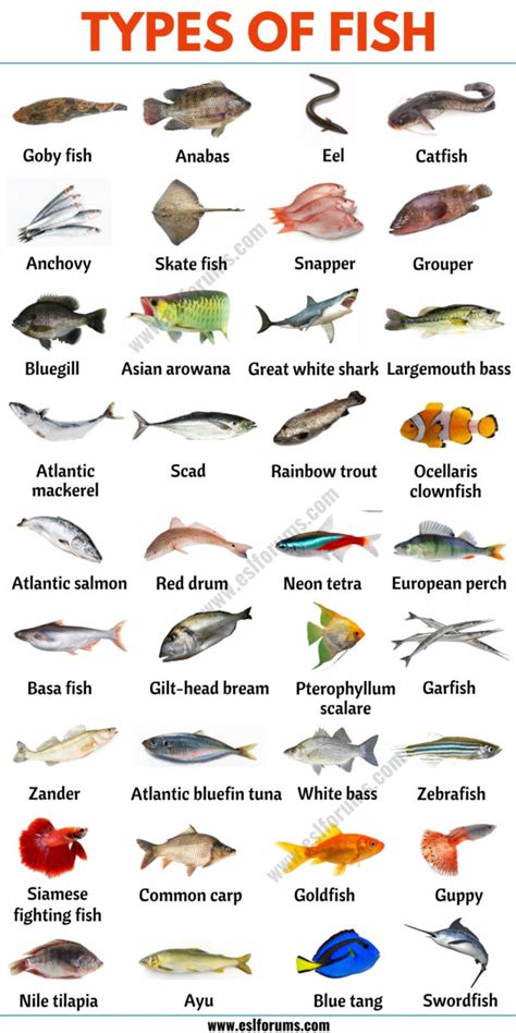 79 Types of Fish from All Around the World - ESL Forums