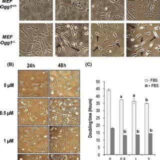 Morphology and proliferation changes observed in MEF cells chronically... | Download Scientific ...