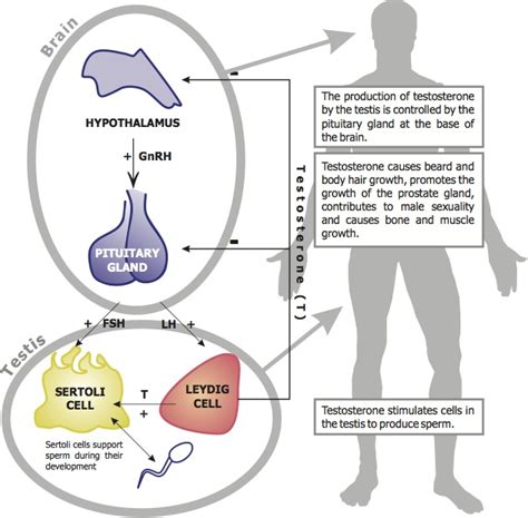 Do You know That " How Hormones Control Our Life ? " | Fact of Fats