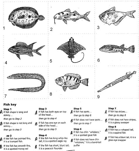 DichotomousKey3 | Dichotomous key, Biology, Kids worksheets printables