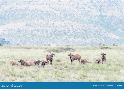 Herd of black wildebeest stock photo. Image of summer - 68397702