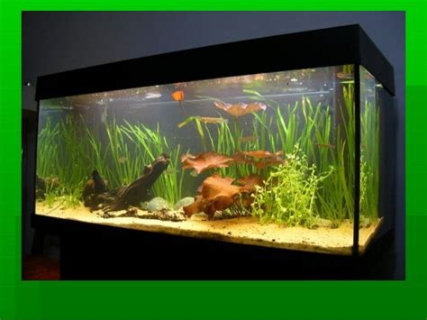 Aquarium fish breeding