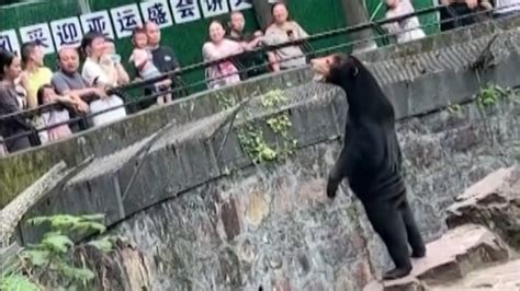 Could Chinese zoo's sun bear be 'man in costume' netizens wonder