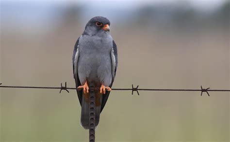 Amur falcon, Falco amurensis, male, R42, Gauteng, South Af… | Flickr