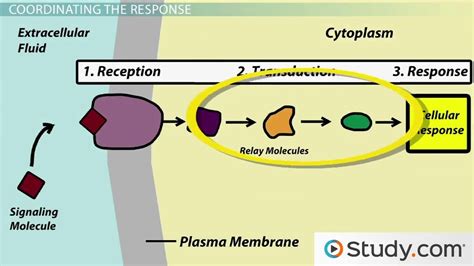 41 signal transduction pathways worksheet answers - Worksheet Master