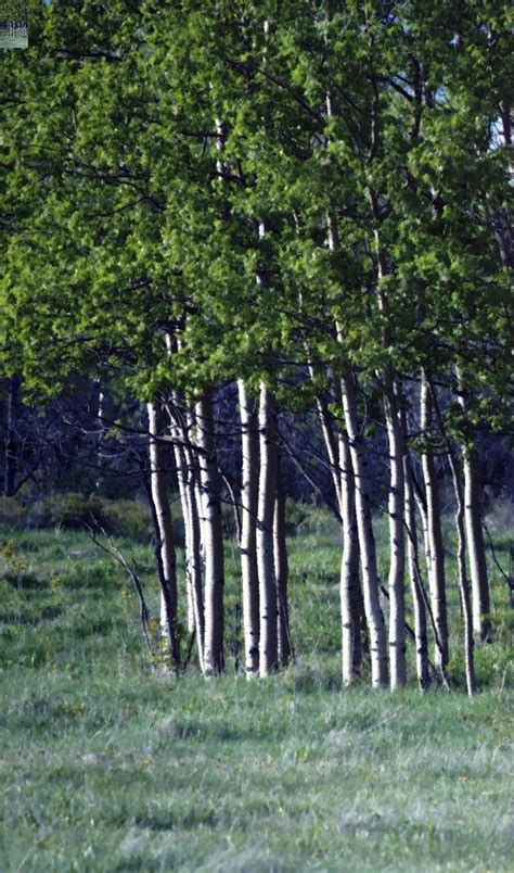 Copse of trees (painterly) | A copse of trees lit in evening… | Flickr