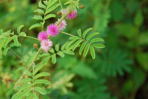 Sensitive plant | botany | Britannica