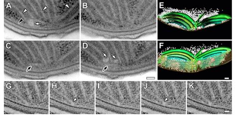 Thylakoid convergences. a-d Serial 70 nm TEM sections through a site of ...